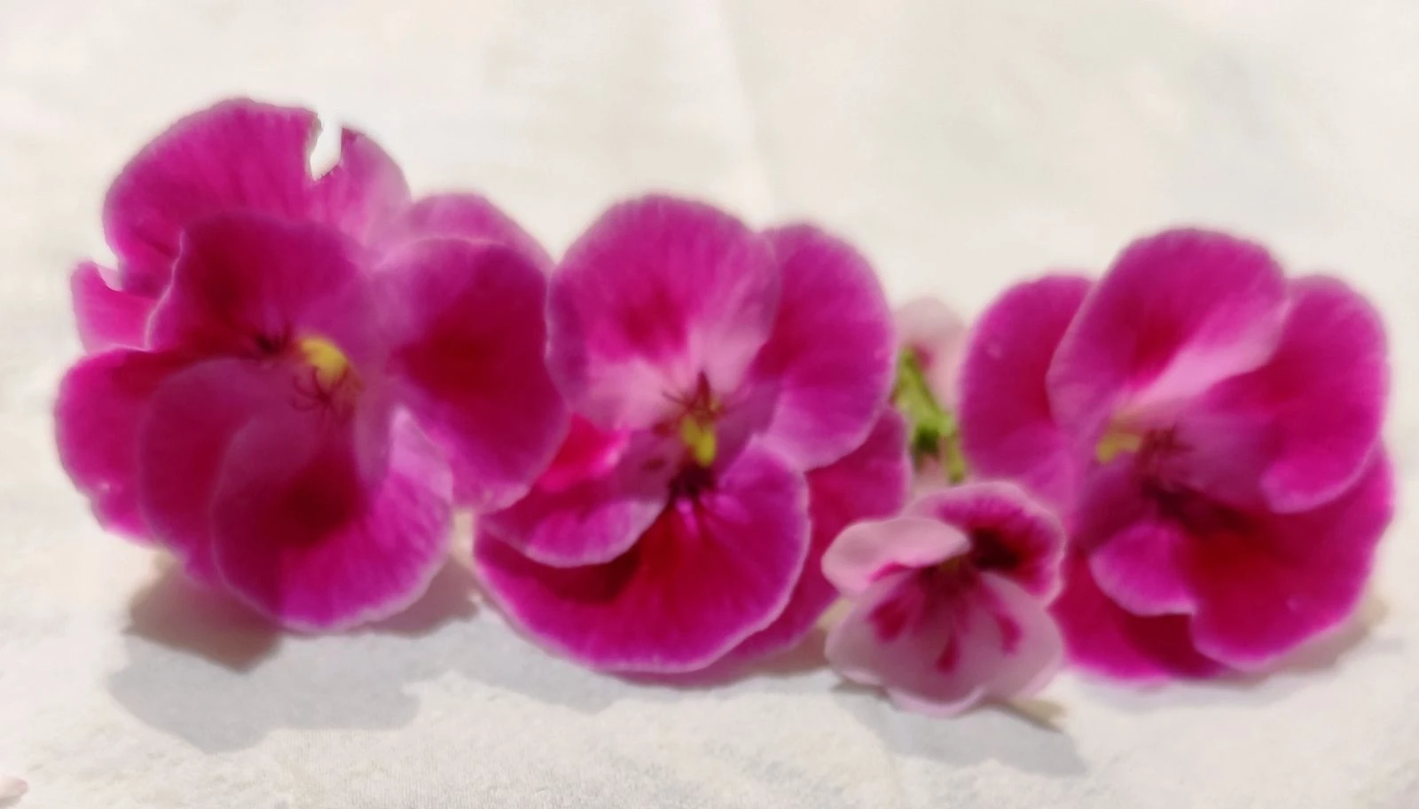 Oorbellen #Chinees geranium – photo 9